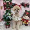 댕댕이 이쁘개 이미지