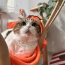 D & Z | 고양이 알레르기 사료 추천 - 힐스 z/d 처방 사료 내돈내산 후기