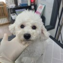 플러스애견미용실 이미지