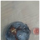 블루베리 해충 - 초파리의 열매공격!! 이미지