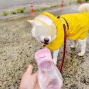 실외배변견 보호자가 여행을 포기하는 진짜 이유, 키워본 사람만 압니다