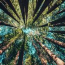 잣나무집 이미지