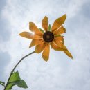 루드베키아 이미지