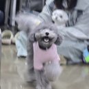 안산크라운애견미용학원