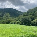 푸른잔디 이미지