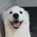 마이펫 룸 이미지