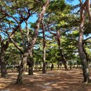 소나무숲 이미지