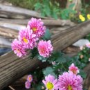 영인산자연휴양림 이미지