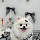 그루밍124