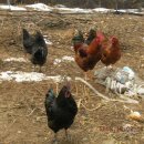 양평농장 이미지