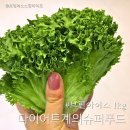 광채농장 | 다이어트와미용계의 슈퍼푸드 유러피안 상추를 신선광채에서 즐거보세요.프릴아이스 효능