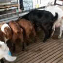 승희축사 이미지