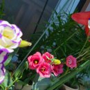 매일 꽃 이미지