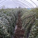 오번리 농장 이미지