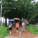 유구 수국 축제장~공주 정안천 연꽃 이미지