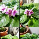 Puppy's Dream 이미지