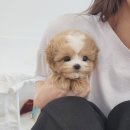 켄넬203 말티푸분양, 미니비숑분양 | 분양은 끝이 아니라 시작, 파주강아지분양과 올바른 양육