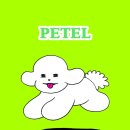 추억만 남개 | 창녕 애견 동반 독채 펜션 추억만 남개 페텔 예약