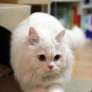 피스트 PC 이미지