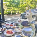 애견명가 이미지