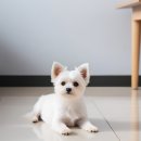 부산강아지분양 마이뭉 24시 이미지