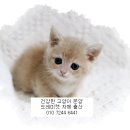 도레미캣 고양이분양 남양주 다산점 이미지