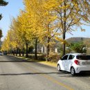 은행나무목장 이미지