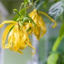 일랑일랑 이미지