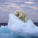 얼음 위에 잠든 북극곰, '올해의 야생동물 사진'으로 선정 이미지