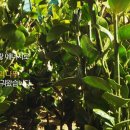 친환경태양목장 이미지