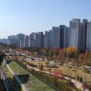 더원브릿지 | [분당 나들이] 굿모닝파크 가을 풍경, 알록달록 단풍이 절정으로~ 가을 감상!