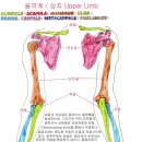 골격계 / 쇄골, 견갑골, 척골, 요골 수골, 중수골, 수지골 이미지