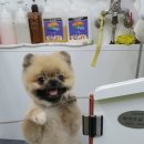 퍼피인더바스 이미지