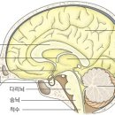 ﻿인체 중 가장 신비로운 뇌, 어떻게 생겼나? 이미지