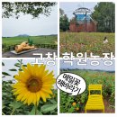 천지인농장 | 힐링명소 전북 갈만한곳 고창 학원농장 메밀꽃 해바라기 시즌