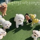 양산 애견호텔유치원 우리집첫째 | 양산 애견호텔 양산애견호텔유치원우리집첫째 비용 주소 이벤트