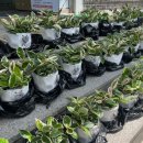 반려식물키우기 이미지