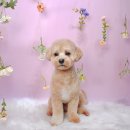 반야시스터 | [대전 봉명동] 강아지 가위컷 금손 미용실, 반야시스터 솔직 후기🐶💇‍♂️