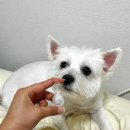버박코리아(주) | 강아지보습제 앨러덤스팟온으로 케어해요