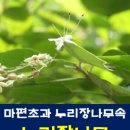 마편