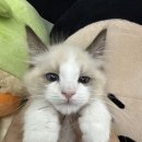 강아지분양 고양이분양 컴투펫 수원점 이미지