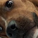 꼬리 흔드는 강아지 이미지