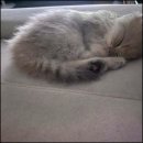 아담스펫 강아지분양 고양이분양 창원점 이미지