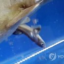 강원수족관 연합뉴스