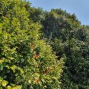 옥화농장 이미지