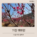 매화농장 | 부산 기장 매화원 개화상황 주차 정보 매화길 산책 아이와 방문