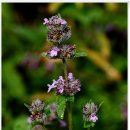 곰배령 쥐와 돼지 이미지