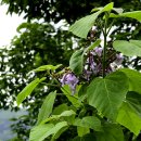 오동나무 이미지