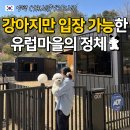 양동농협주유소 | "강아지가 스마트패스?" 애견인만 입장 가능한 유럽 마을 팔레드차밍