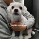 블루멍 펫 테라피 이미지